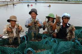 ຍູ້ແຮງການໂຄສະນາຜະລິດຕະພັນກະເສດ,ສິນໃນນ້ຳຫວຽດນາມເທື່ອລະກ້າວ